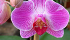 פסטיבל אקולוגיה (צילום: אריאל בשור)