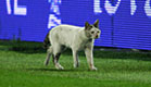 חתול במגרש באיסטנבול(getty images)