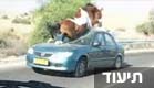 סוס שנכנס במכונית בצפון הארץ (צילום: חדשות 2)