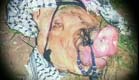 חזיר (צילום: חדשות 2)