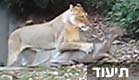 נמר תוקף צבי בגן חיות (צילום: YOUTUBE)