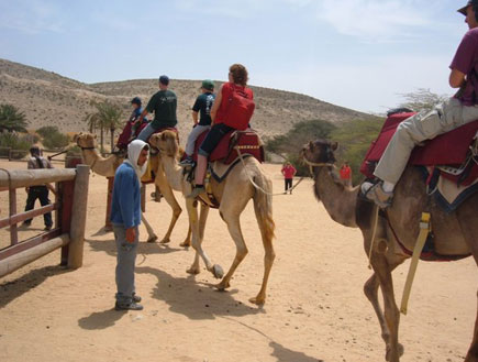 שיירת גמלים בערבה (צילום: יחסי ציבור ,יחסי ציבור)