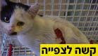 החתולים במצב קשה (צילום: דודו בר סלע)