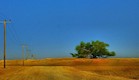 עץ החיים בבחריין (צילום: flickr)