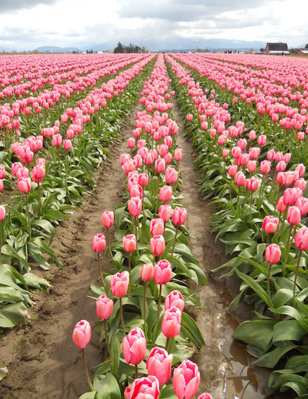 שדות צבעונים (צילום: צילום מסך)