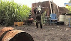 אנשים חכמים החליטו לצייד קוף ברובה. התוצאות לפניכם