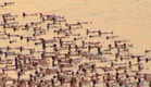 צילום העירום ההמוני בים המלח (צילום: חדשות 2)