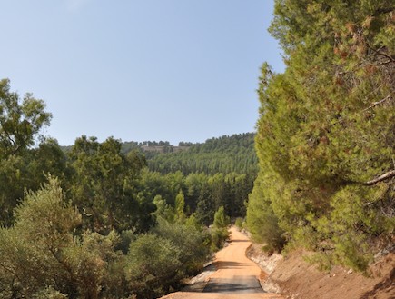דרך נוף יער בירייה קרדיט קקל