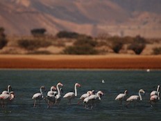 פלמינגו, טיולי ציפורים (צילום: יחסי ציבור)