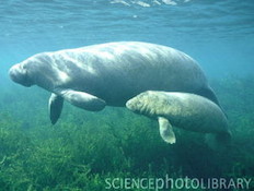 משפחת פרת ים