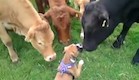 גור בוקסר ופרות (צילום: מתוך youtube)