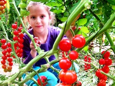 קטיף עצמי של עגבניות צ'רי בערבה תיכונה