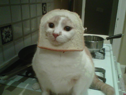 breading cats