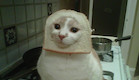 breading cats