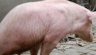 ג'יאן צ'ין: חזירת הפלא שהולכת על 2 (צילום: dailymail.co.uk)
