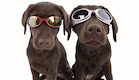 משקפי שמש לכלבים (צילום: doggles.com)
