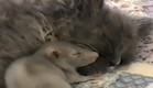 חתול ועכבר (צילום: מתוך youtube)