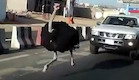מוזר בכבישי העולם (צילום: יוטיוב )
