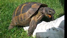 turtle making love to a shoe