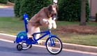 הכלב נורמן (צילום: מתוך youtube)