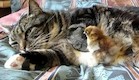 אפרוח וחתול (צילום: מתוך youtube)