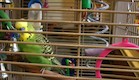 תוכי ראפר (צילום: מתוך youtube)