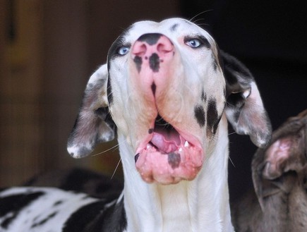 כלב אלף, פרצופים (צילום: instagram)