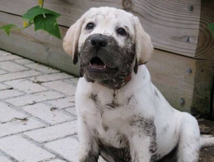 גור לברדור (יח``צ: Facebook/BuzzSharer Labradors)