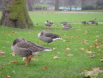 לונדון: יונים בפארק (צילום: דנה נחמד)