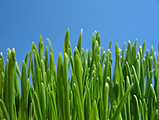 דשא (צילום: stock_xchng)