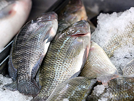דגים בשוק (צילום: עודד קרני)
