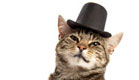 חתול עם כובע (צילום: SXC)