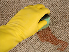 יד בכפפה צהובה מסירה כתם כתום עם ספוג משטיח (צילום: istockphoto)