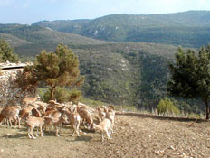 אטרקציות לילדים: עדר יעלים בחי בר כרמל (צילום: איל שפירא)