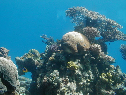 אלמוגים במצפה התת ימי באילת (צילום: איל שפירא)