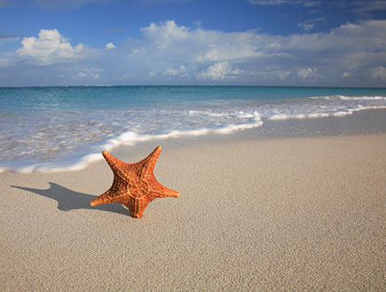 גרפולוגי-כוכבים וגלים-כוכב ים כתום בחוף ים (צילום: Jeremy Edwards, Istock)