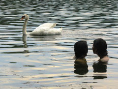 זוג שוחה במים ליד ברבור (צילום: סתיו שפיר - לא לשימוש)