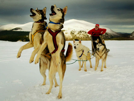 כלבים ומזחלת שלג (צילום: Reuters)
