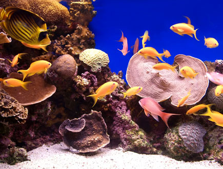 דגים ואלמוגים (צילום: Shutterstock)
