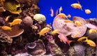 דגים ואלמוגים (צילום: Shutterstock)