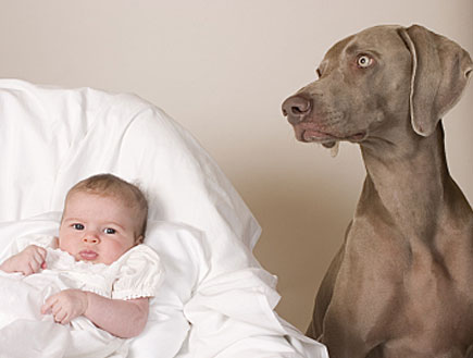 כלב אפור יושב ליד תינוק בעריסה לבנה (צילום: istockphoto)