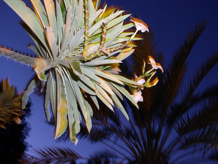 צמח בלילה בגן הבוטני בעין גדי (צילום: איל שפירא)