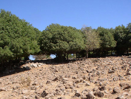 אטרקציות בצפון: סלעים אדמדמים ועצים ביער אודם (צילום: איל שפירא)