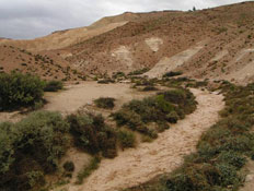 חולות ושבילים עם שיחים ירוקים (צילום: אור גץ)