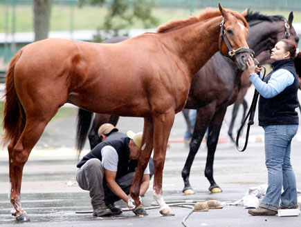 סוס מקבל טיפול ממטפליו (צילום: אור גץ, רויטרס3)
