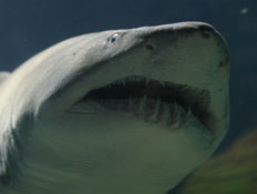 כריש (צילום: אור גץ, רויטרס3)