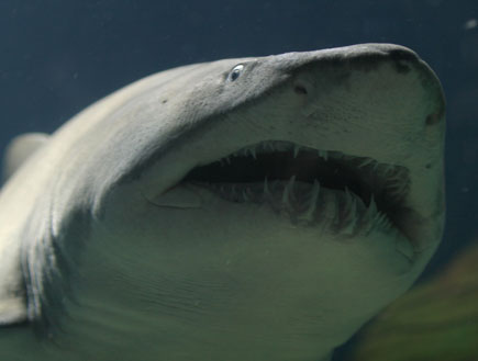 כריש (צילום: אור גץ, רויטרס3)