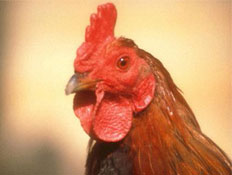 תרנגול כפרות (צילום: SXC, SXC1)