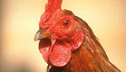 תרנגול כפרות (צילום: SXC, SXC1)