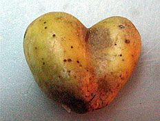 תפוח אדמה לב (צילום: עדי רם)